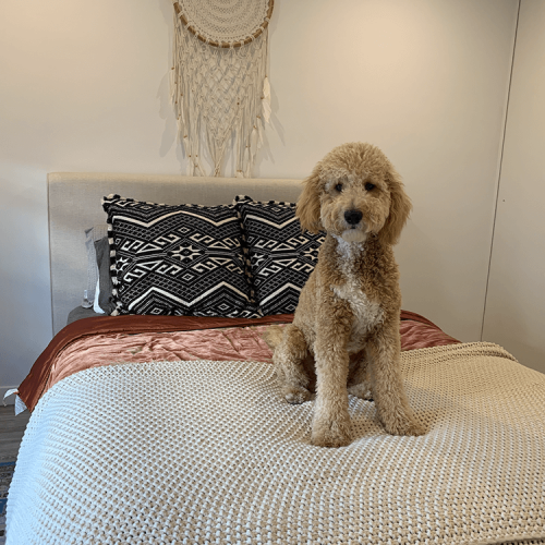 Maxie Haase's dog on a bed